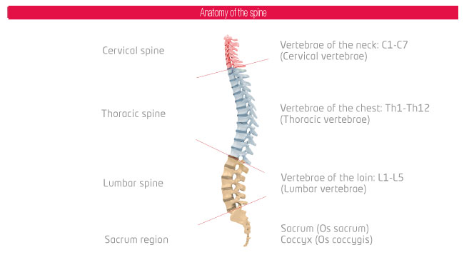 Anatomy of the spine